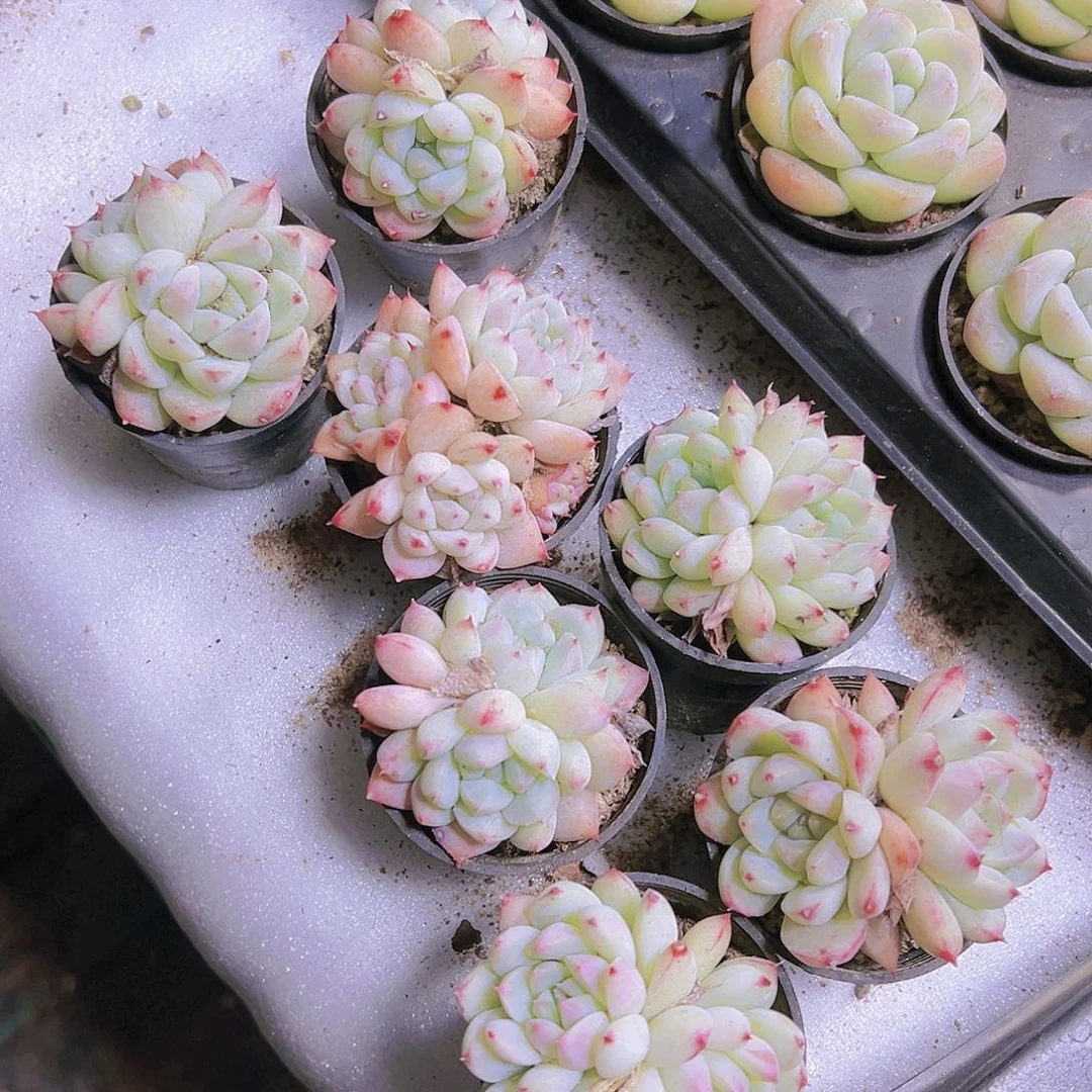 双头白如梦令19包邮多肉