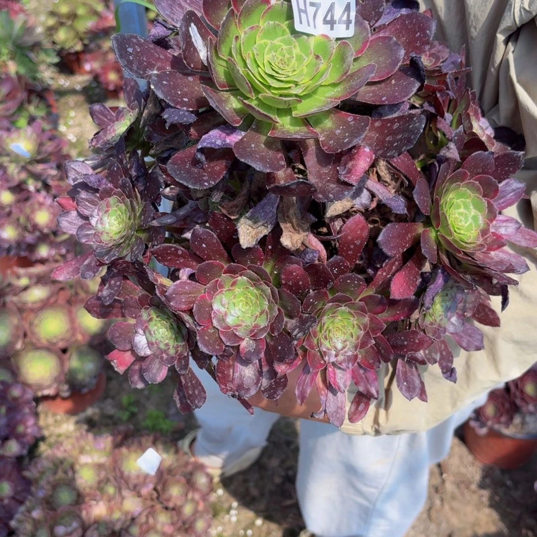 无花朵744多肉植物捧花