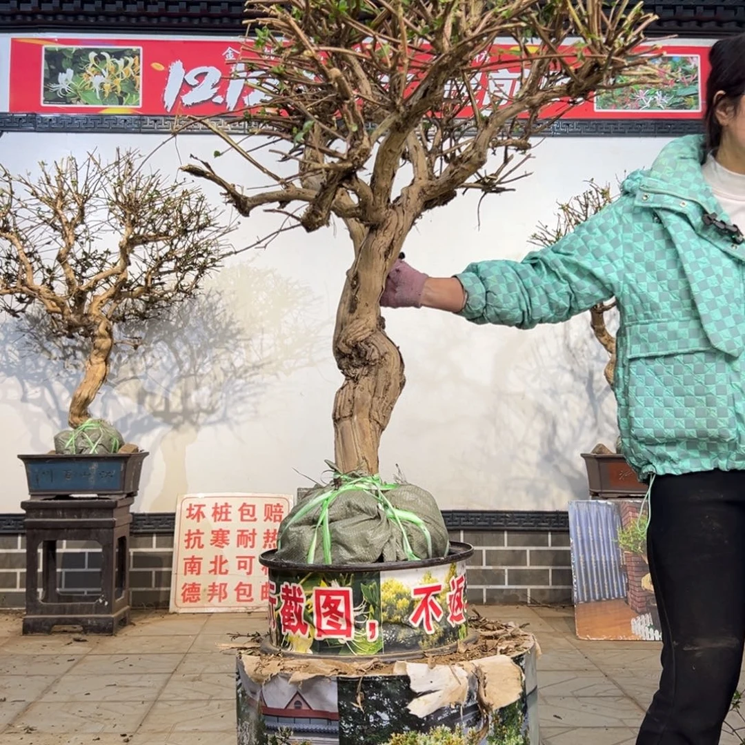 无花朵金银花88888