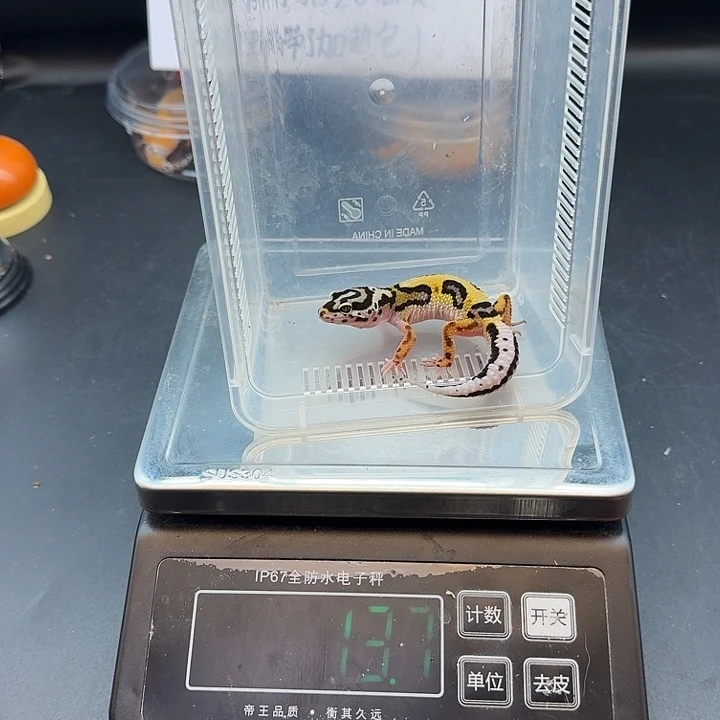 豹纹守宫土匪妹妹