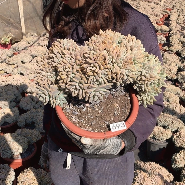 693 淡雪缀 一物一拍