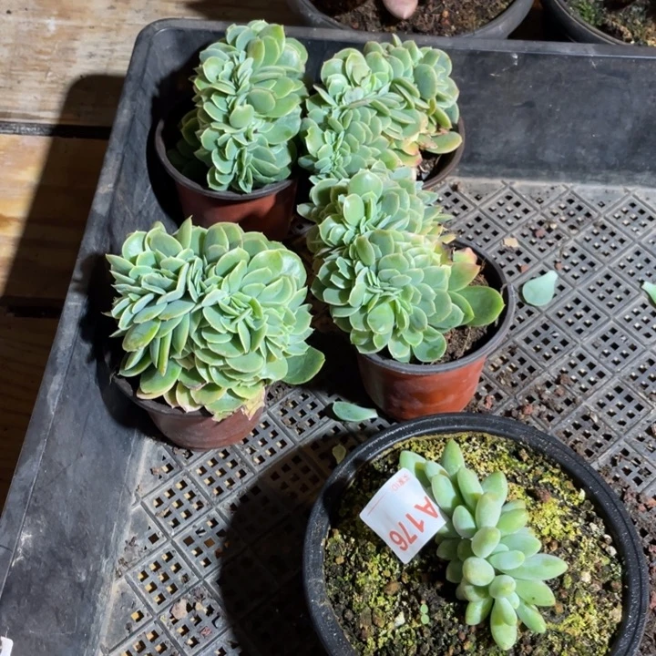 星納塔缀化量拍满20包邮脱土发货
