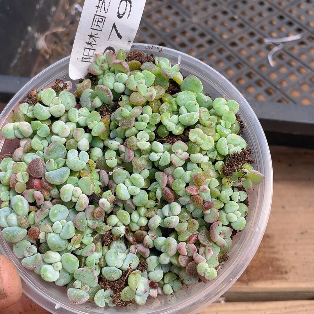 多肉植物多肉植物979