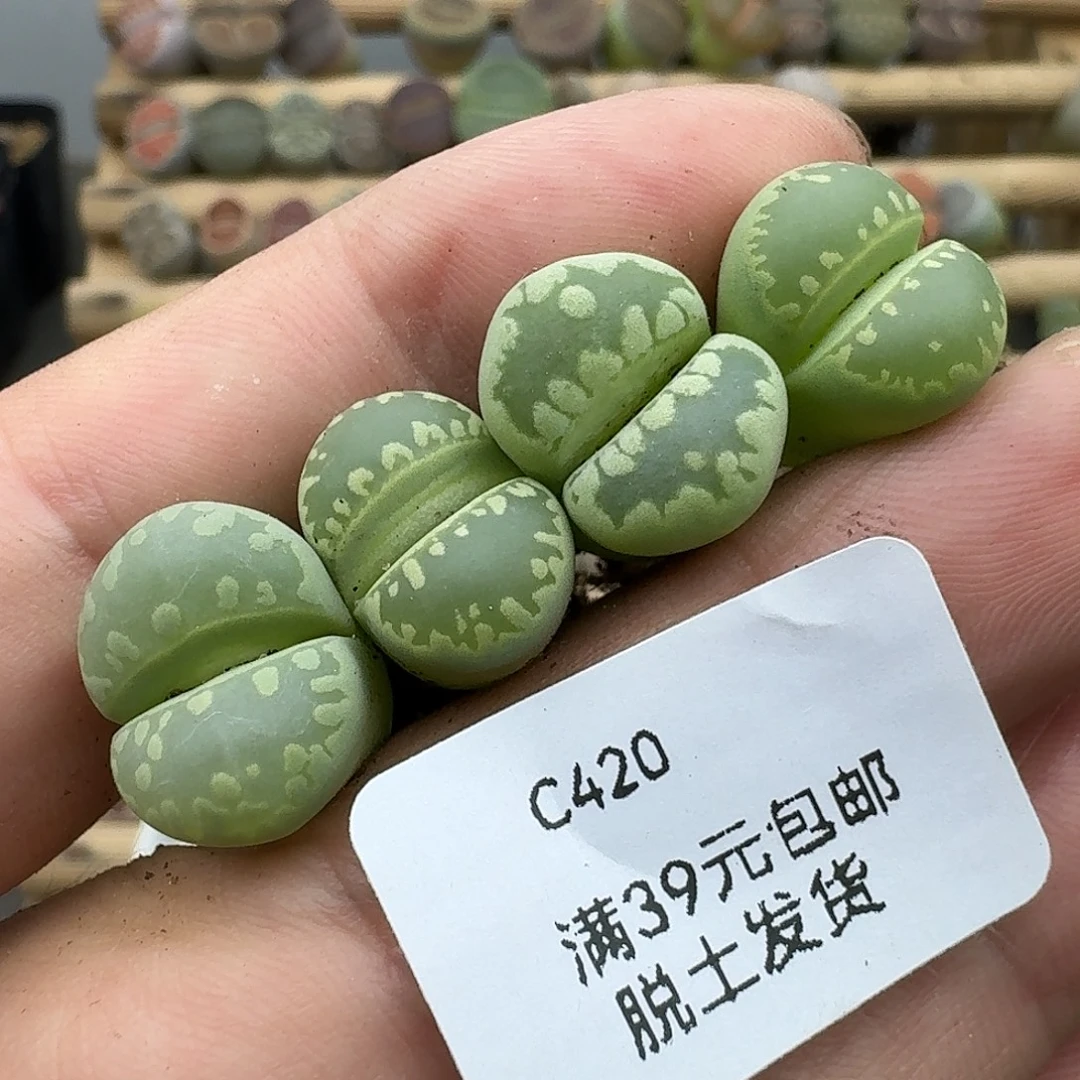 420多肉哈哈哈哈哈哈哈