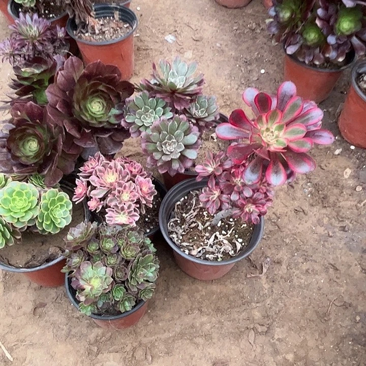152多肉植物瑕疵特价，