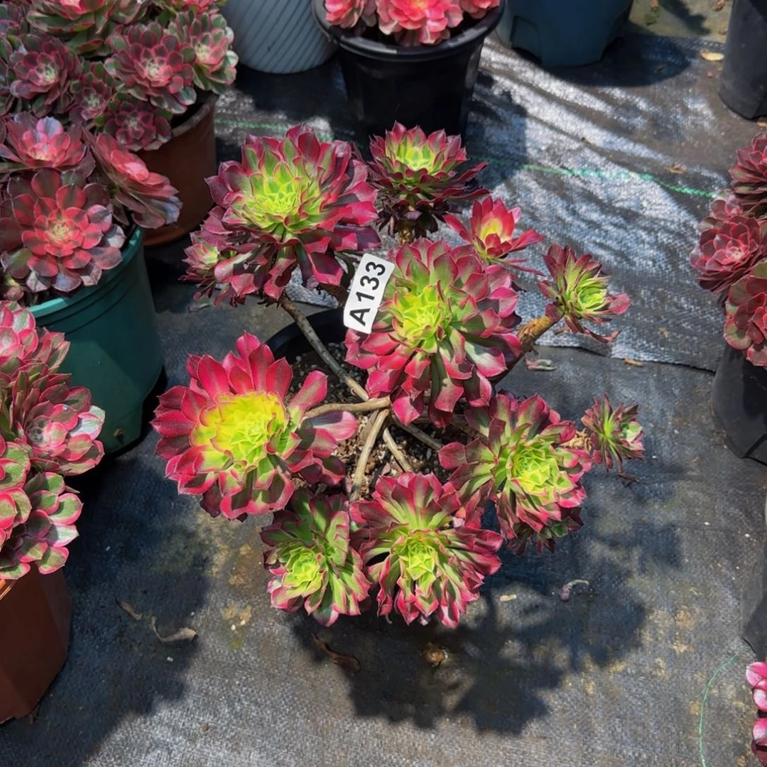 133多肉法师锦1111