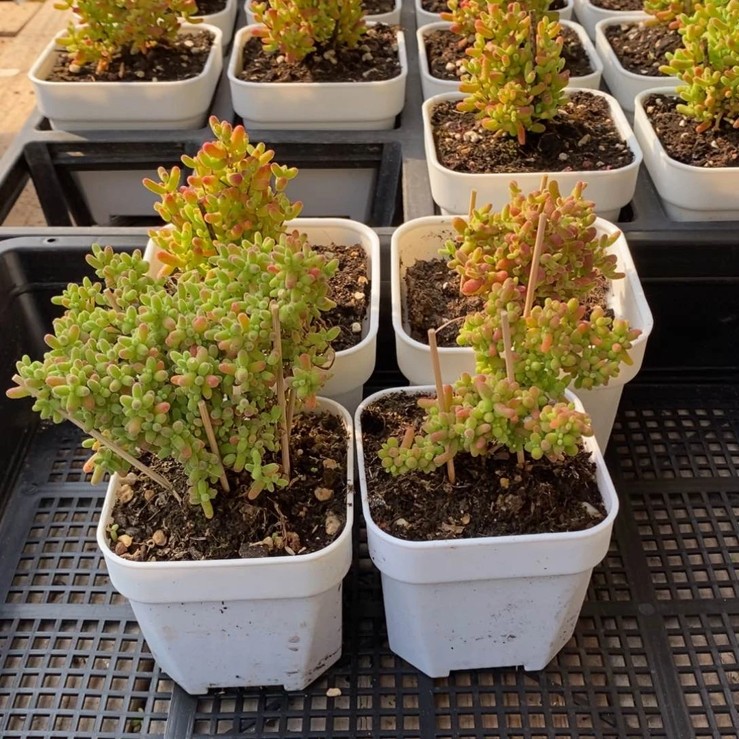 枝干番杏多肉植物577