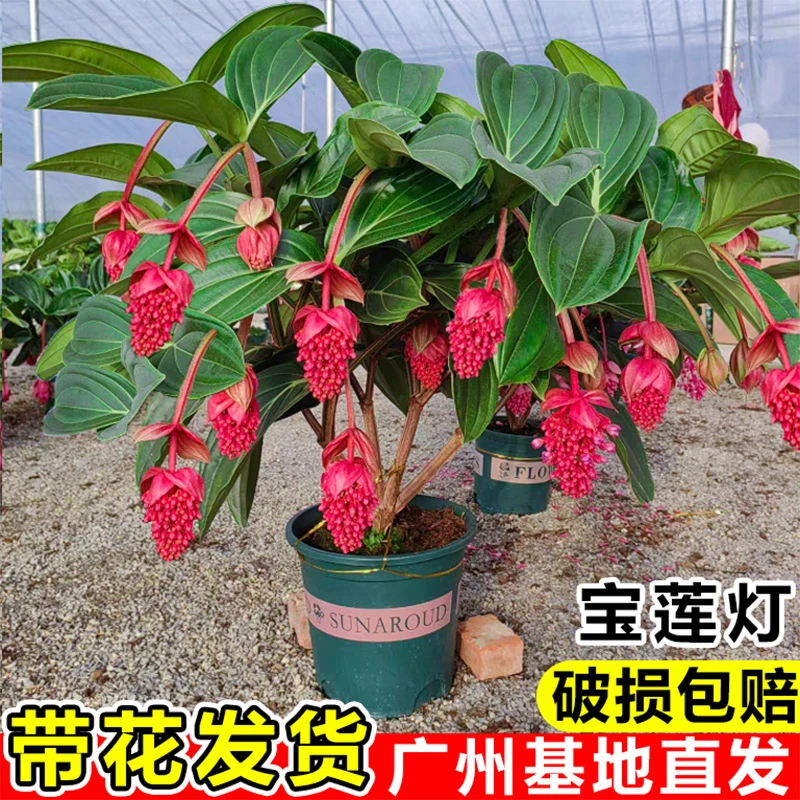 宝莲灯花盆栽带花苞室内客厅花卉植物阳台四季好养办公室高档绿植