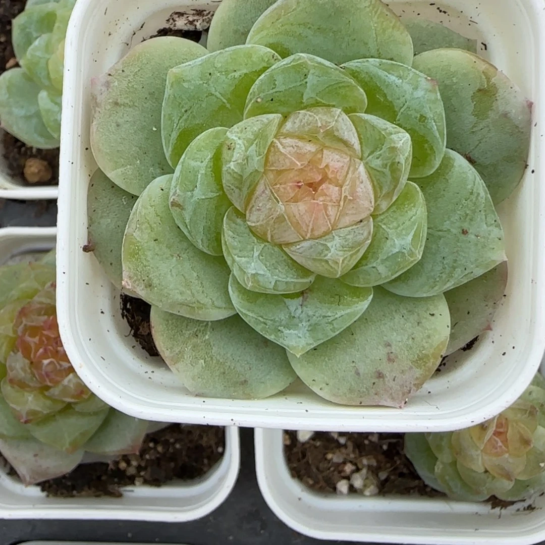 小卡拉米糖心一物一拍