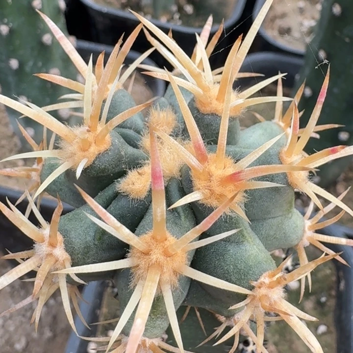 大龙冠66666666666