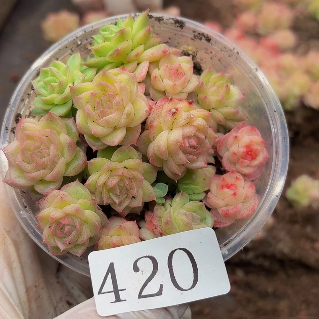 多肉植物多头肉植物420