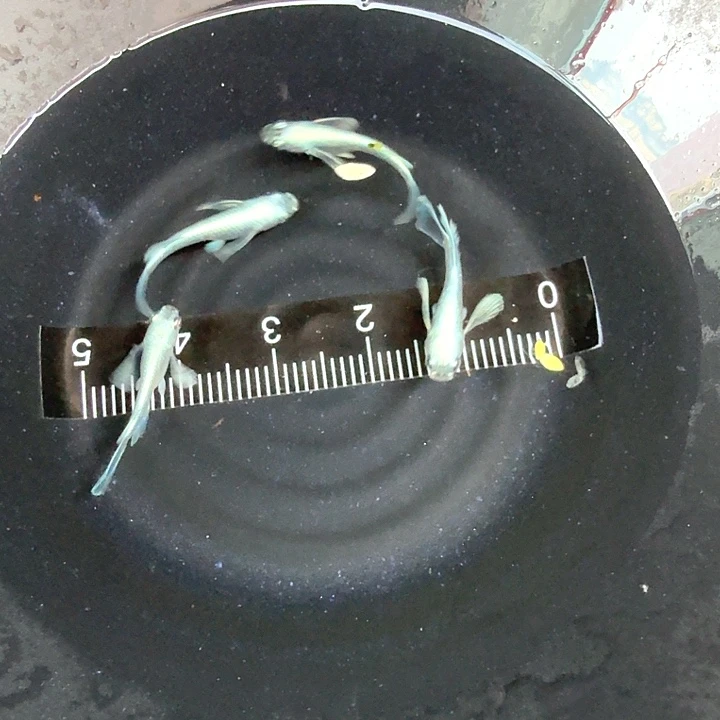 青鳉天使之翼长鳍97号