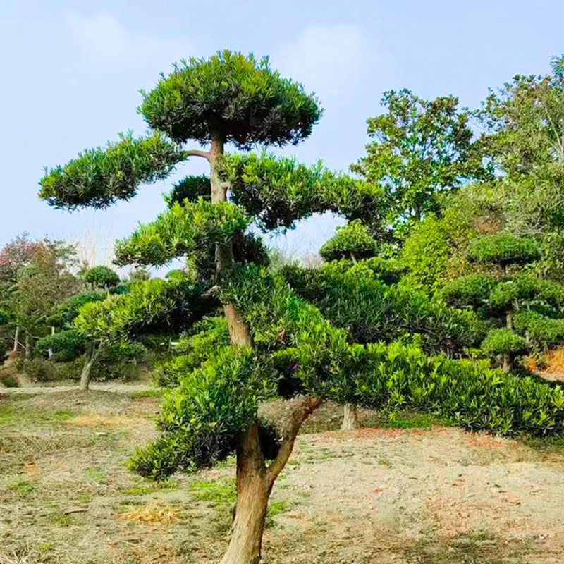 罗汉松造型盆景地景规格齐全别墅庭院花园 一物一拍