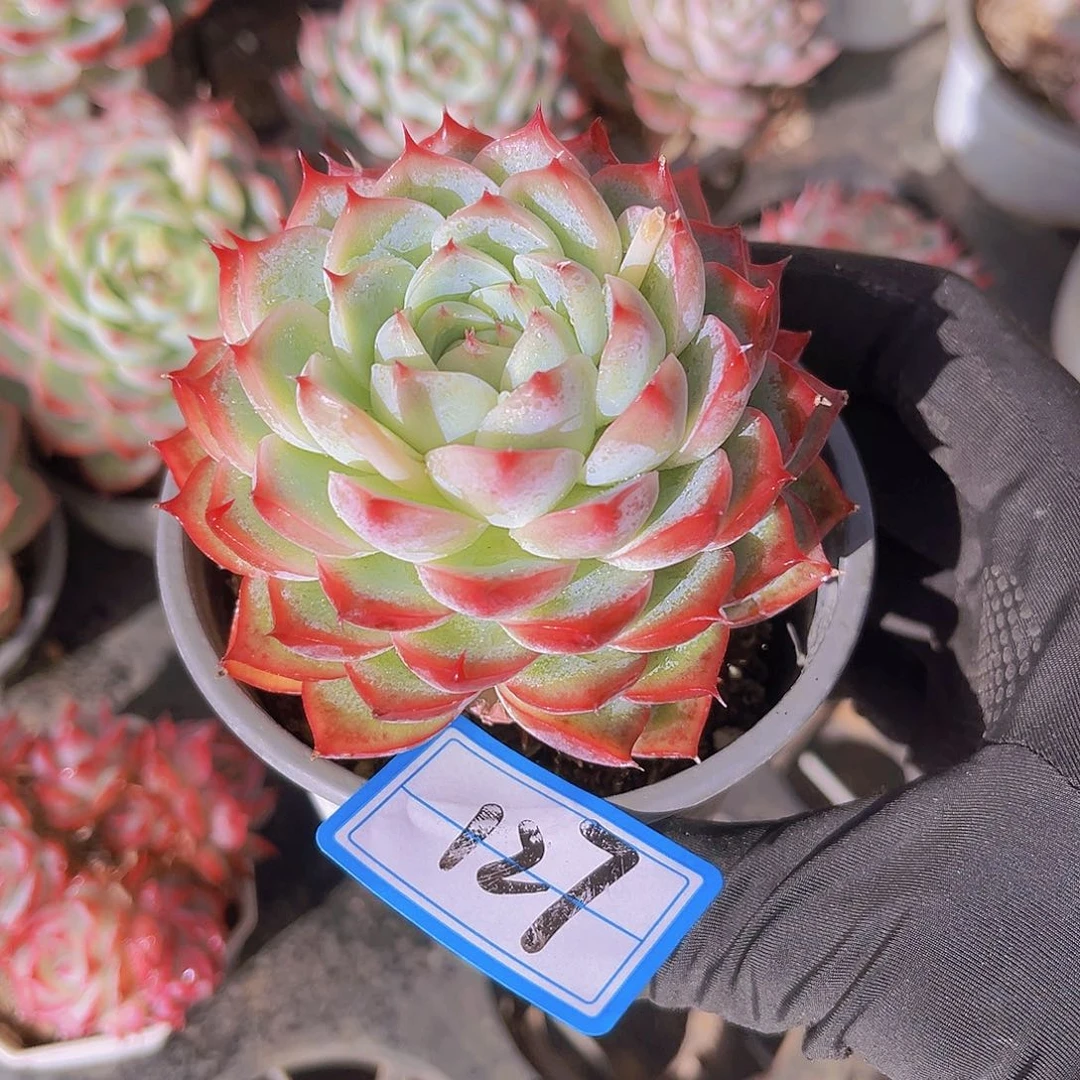 水晶8公分99888888