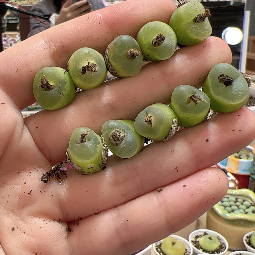 【闪购商品】87 o泡x10