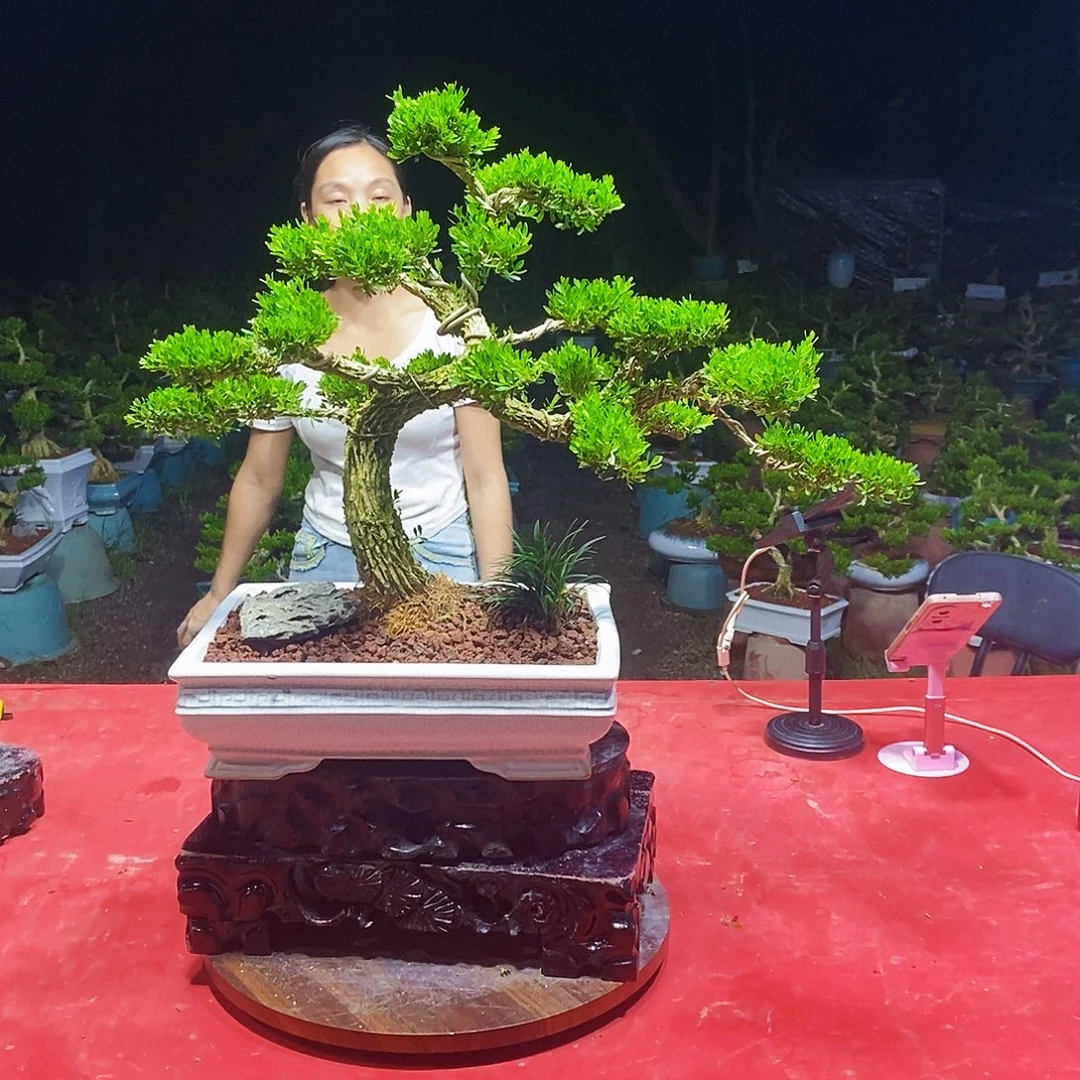 当前无花朵，栽培后可花朵