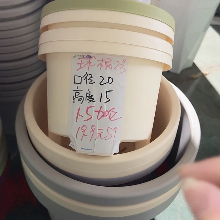 球根21口径6个无托米黄