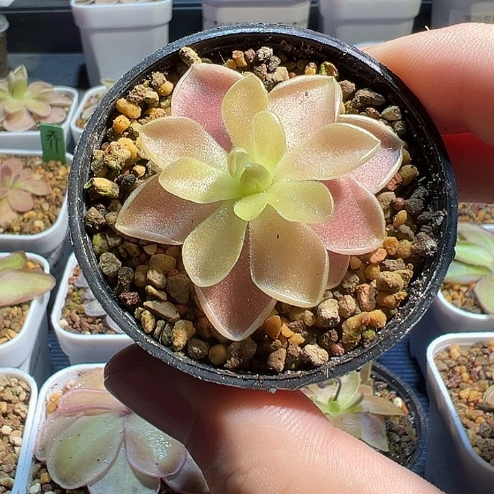 无花朵捕虫堇脱土发绯红骑士5256