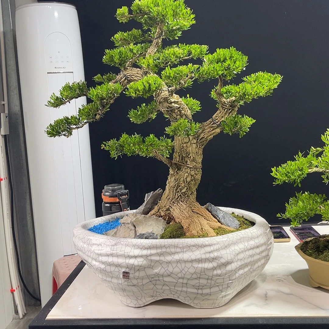 当前无花朵，栽培后可花朵