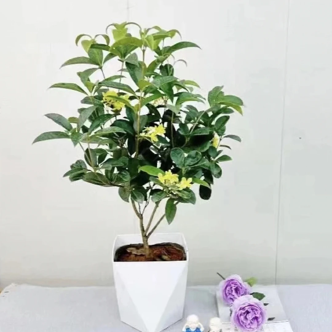 四季桂花盆栽浓香型耐寒适合室内外阳台庭院种植花卉 当月开花