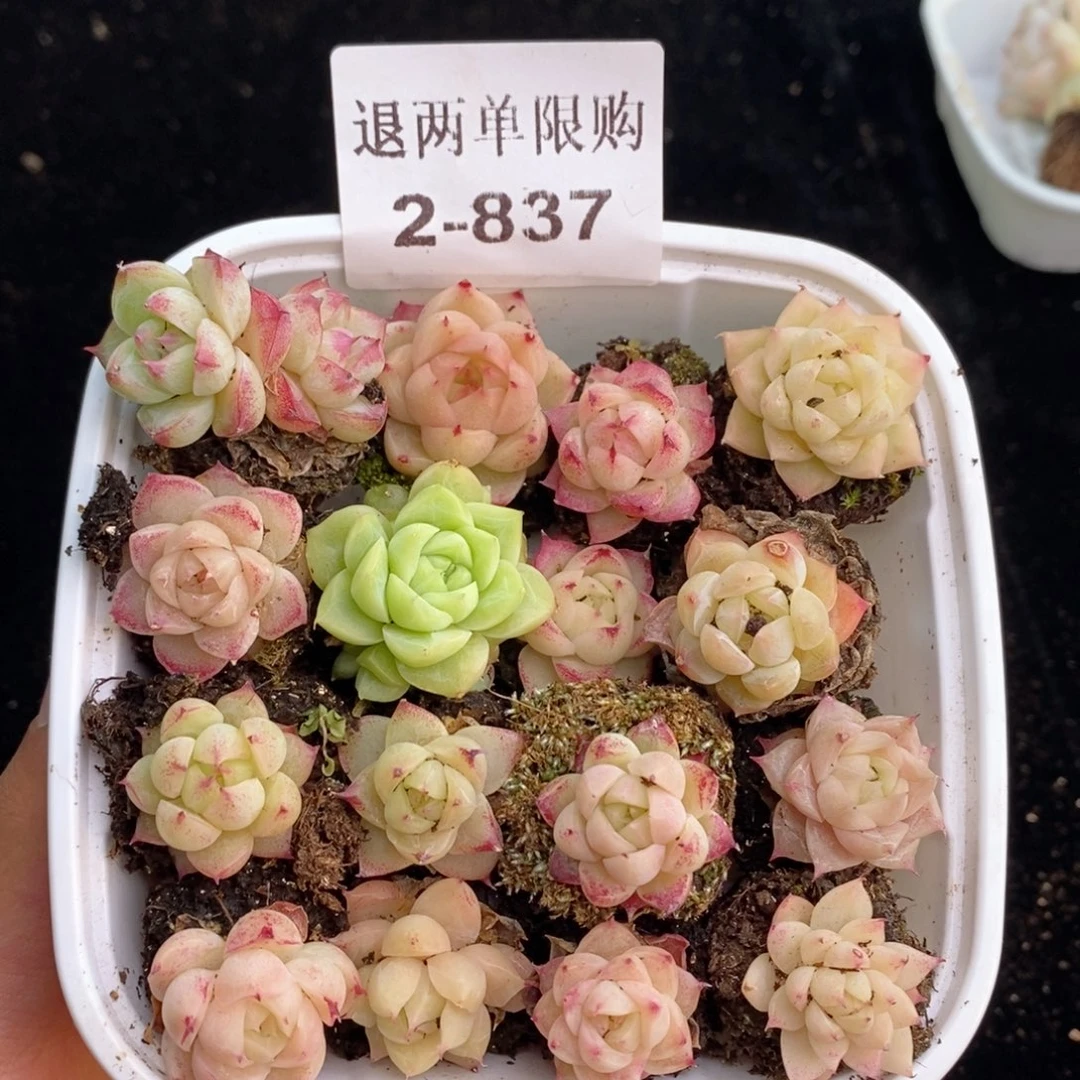 2-837新疆西藏内蒙不发其他12.8包邮1.5到2厘米多肉