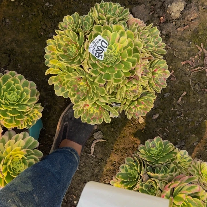 孔雀翎花25-14包邮花花