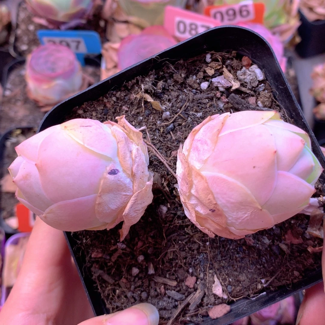 一物一拍新品水蜜桃081