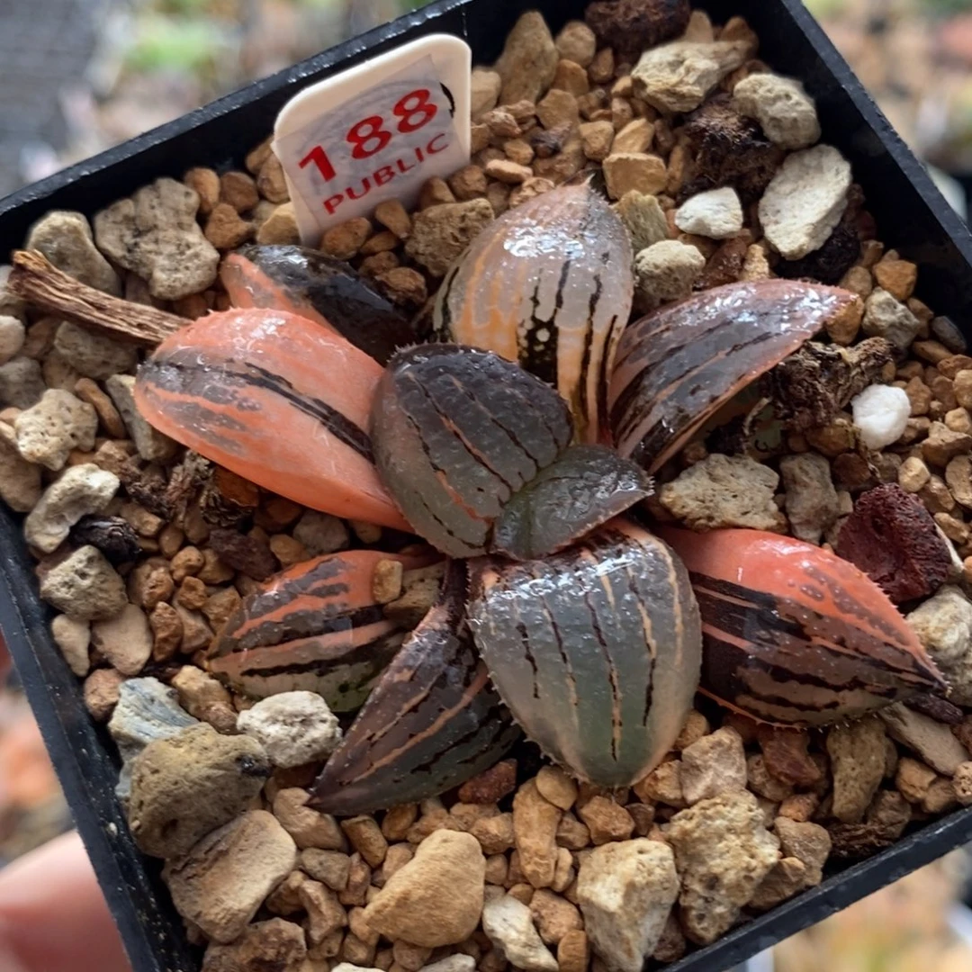 188亲之姬寿锦一物一图