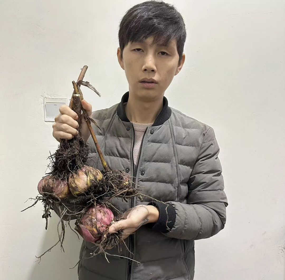 苗家正宗野生百合花果