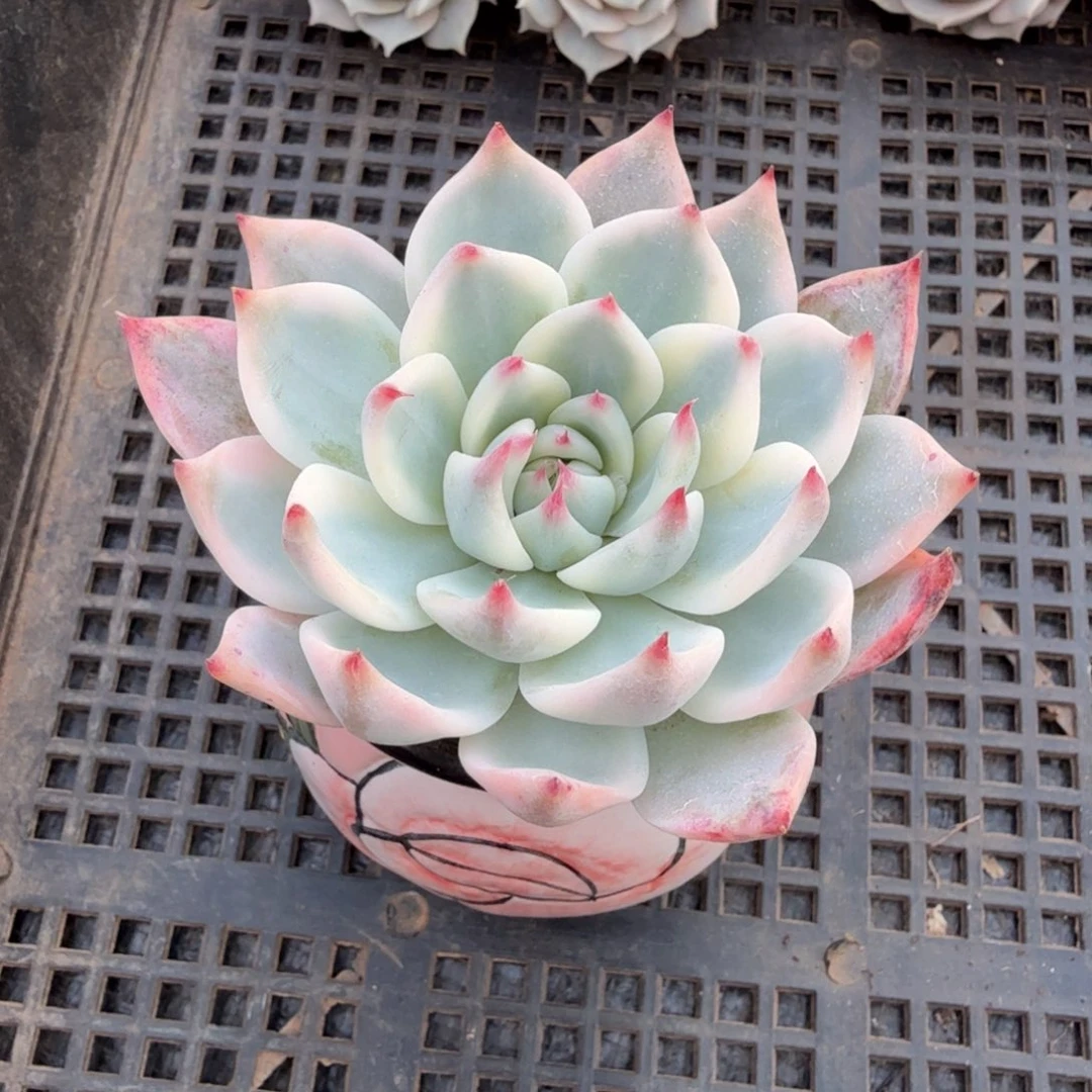 吉娃娃锦上园艺一物一拍