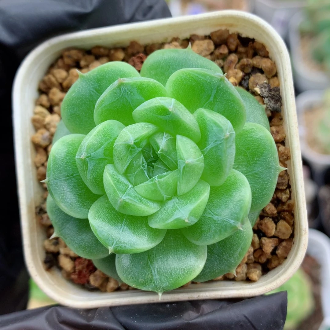 58包邮  群生不包整69