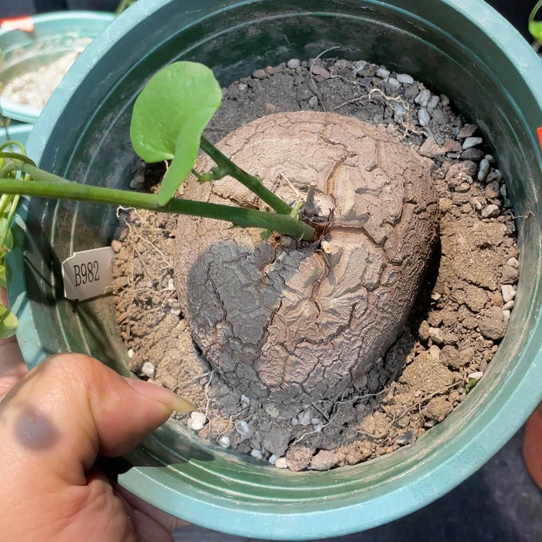 龟甲龙982号不退换