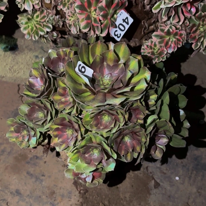 026轮回多肉植物不售后中班