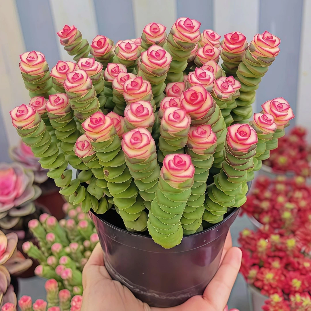 【15-20】钱串子多肉绿植物室内懒人养不死多肉易活爆盆小盆栽多肉