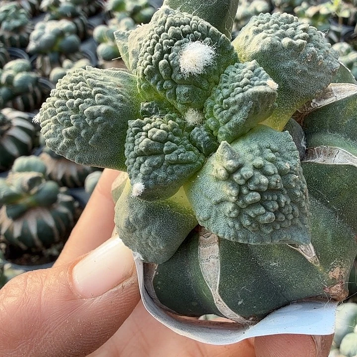 无花朵853苗接哥怒牡丹