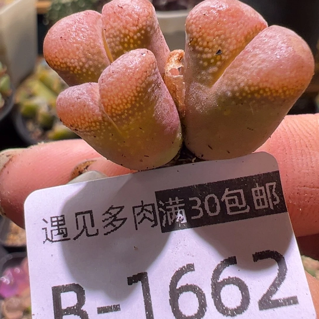 多肉植物1111111111111