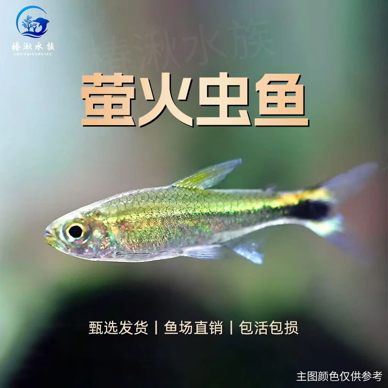 【椿湫水族】萤火虫灯鱼