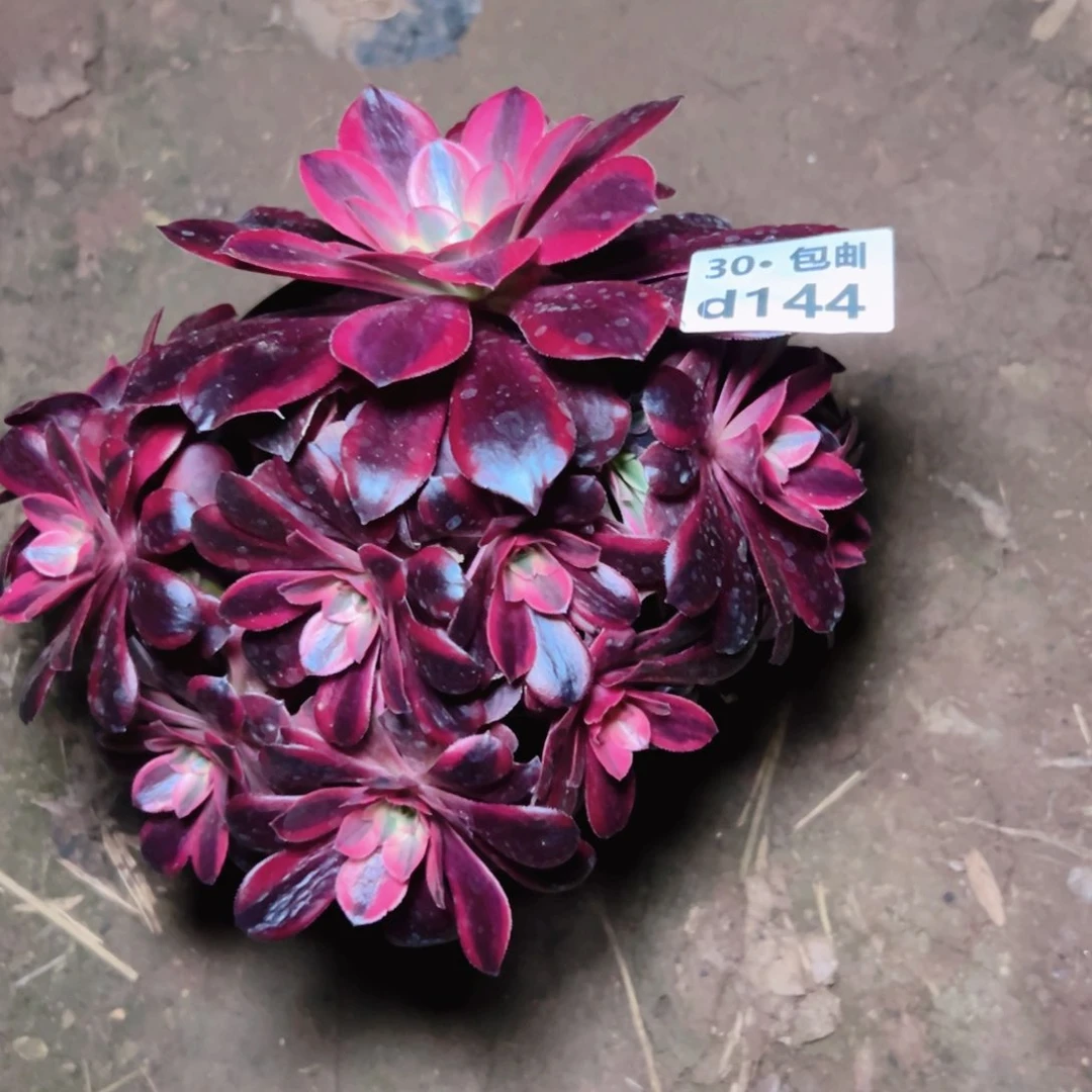 144 美杜莎多肉法师