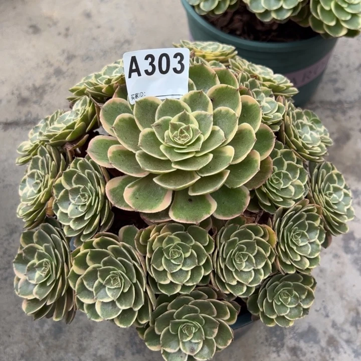 303粉花妖23厘米左右