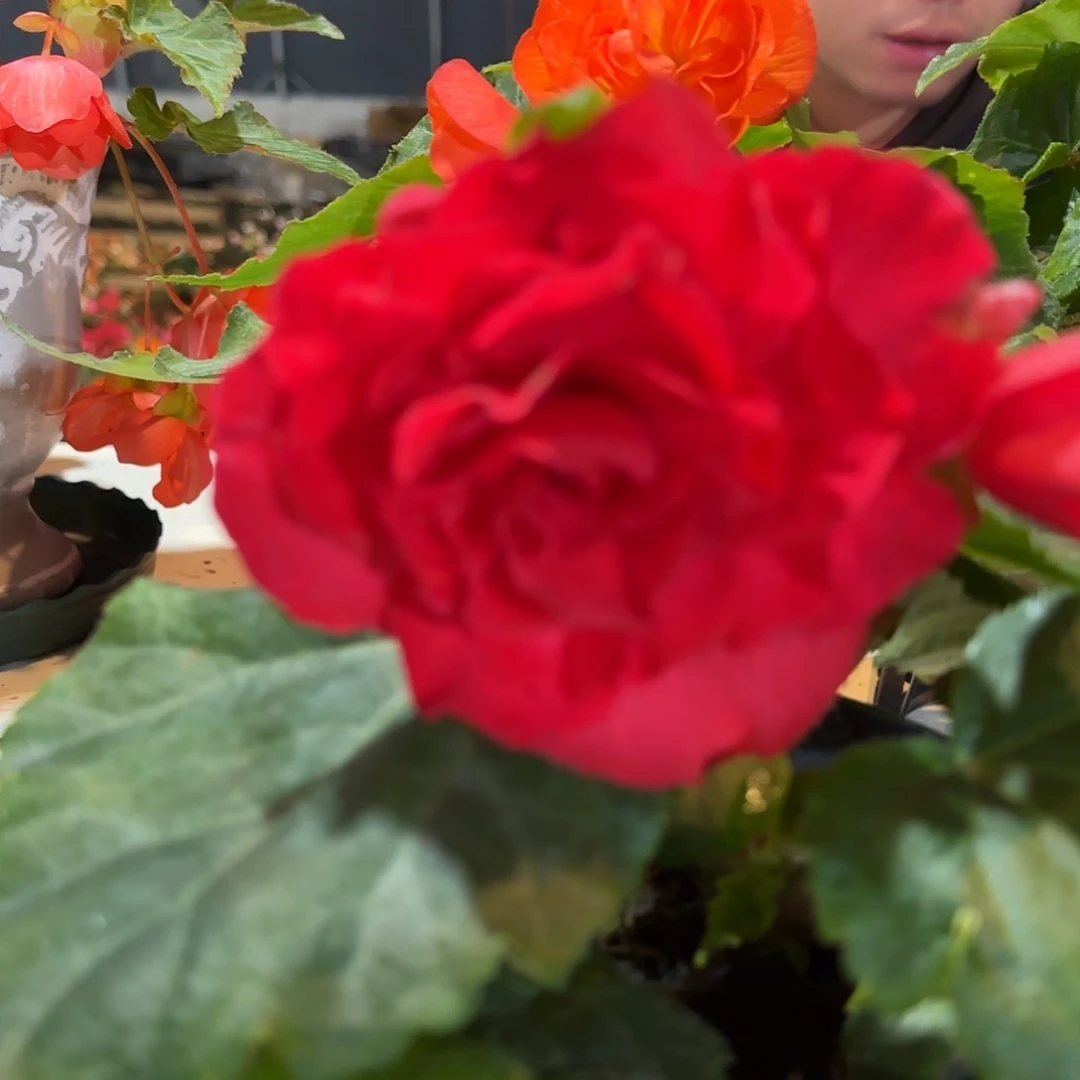 夫妻玫红色花苞发货，掉花折叶正常介意勿拍