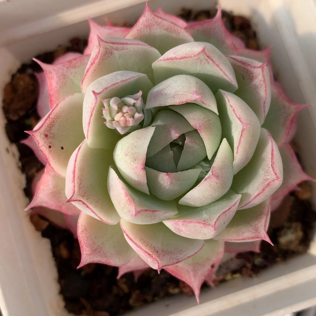 0210-36 女王玫瑰