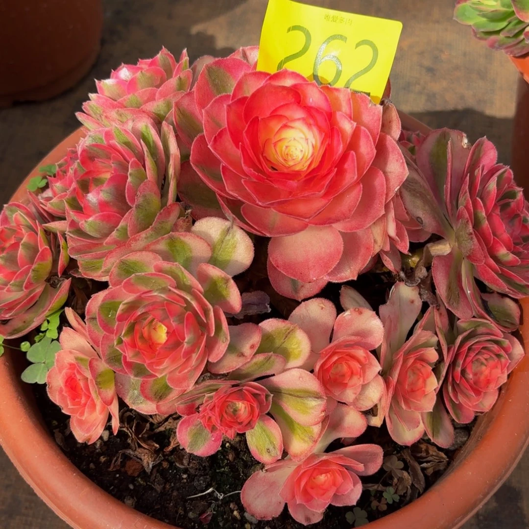 哈哈多肉葡萄福利262