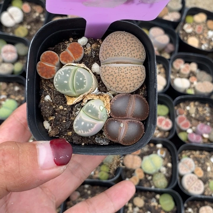 ღ***໑生石花等植物091