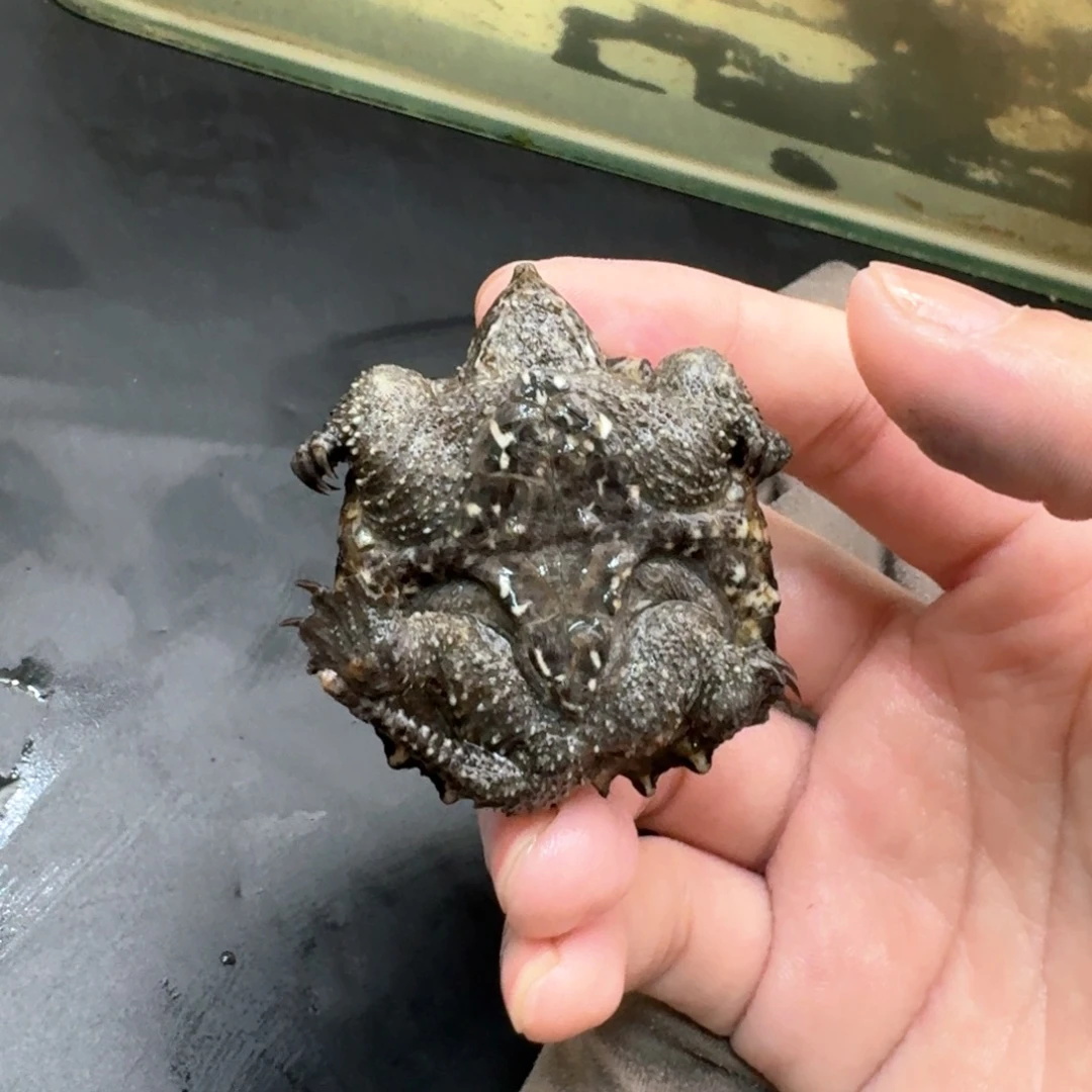 小鳄龟不分公母44