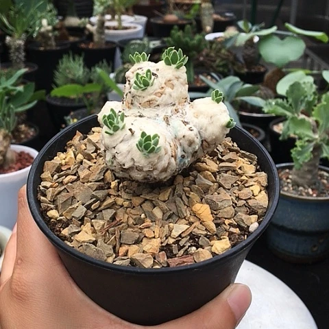 刨花厚敦菊 一物一拍