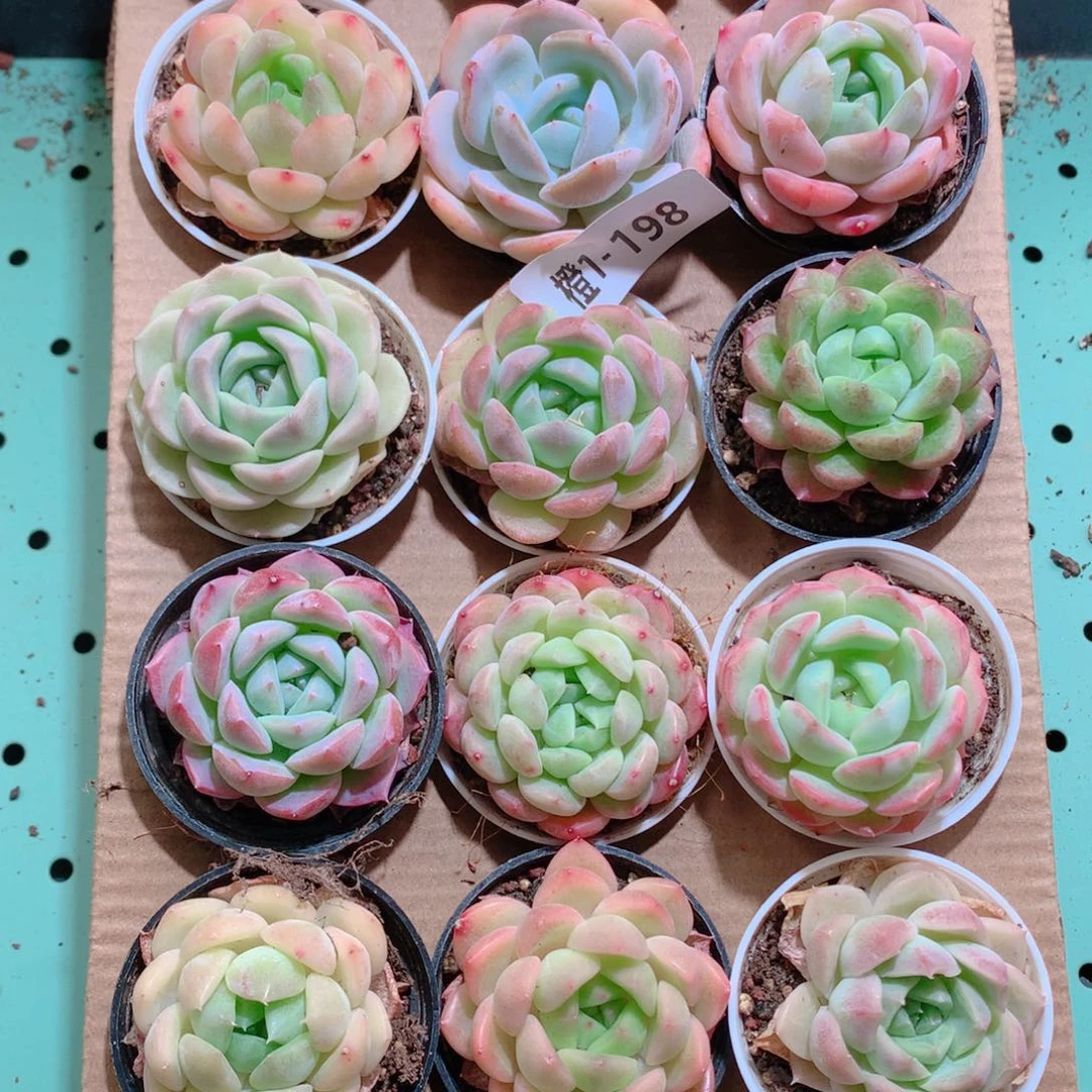 1-198一物一拍带盆18颗