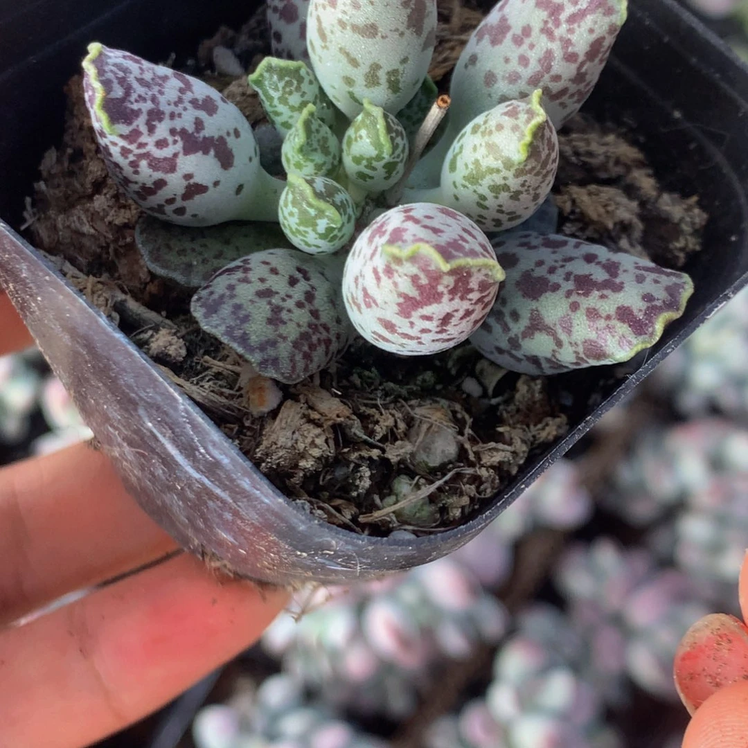 海豹小 （满9.99包邮不满9.99发叶子）