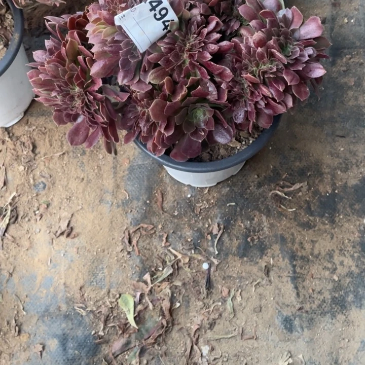 多肉柠檬玫瑰缀化494