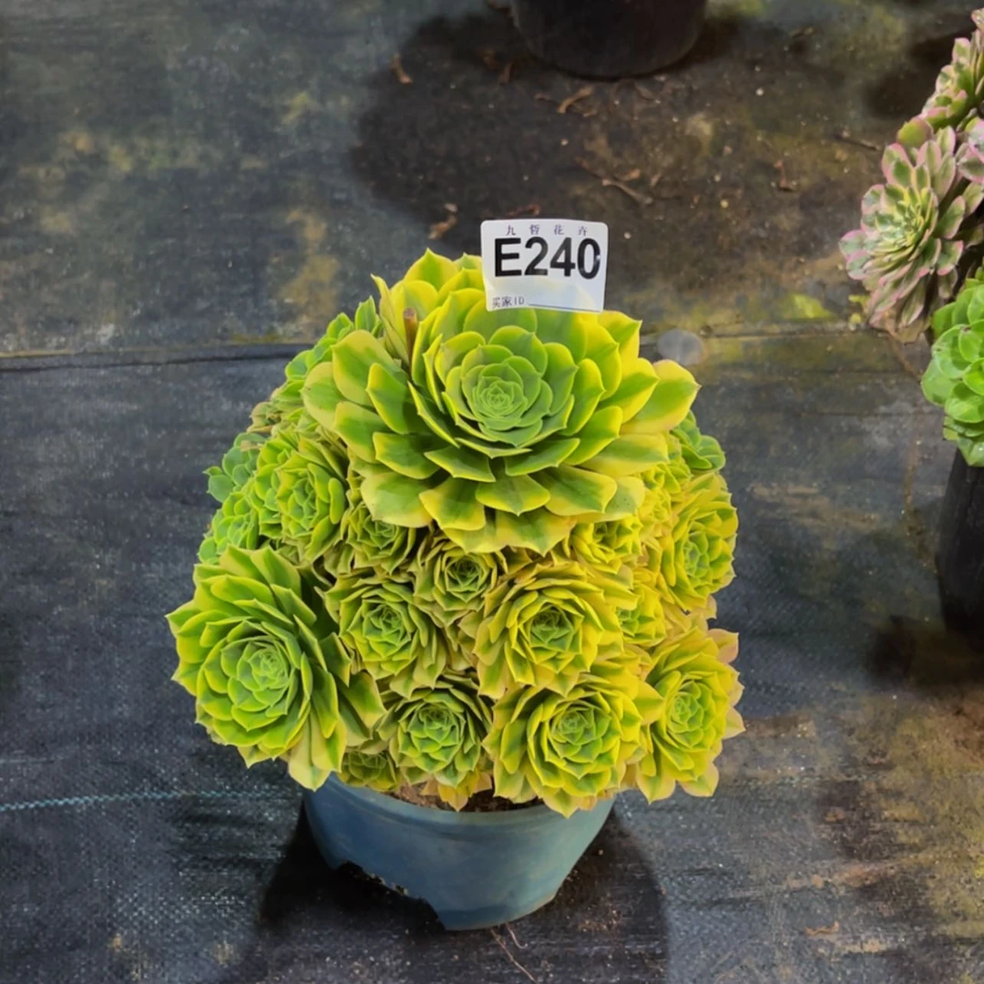 【闪购商品】24000