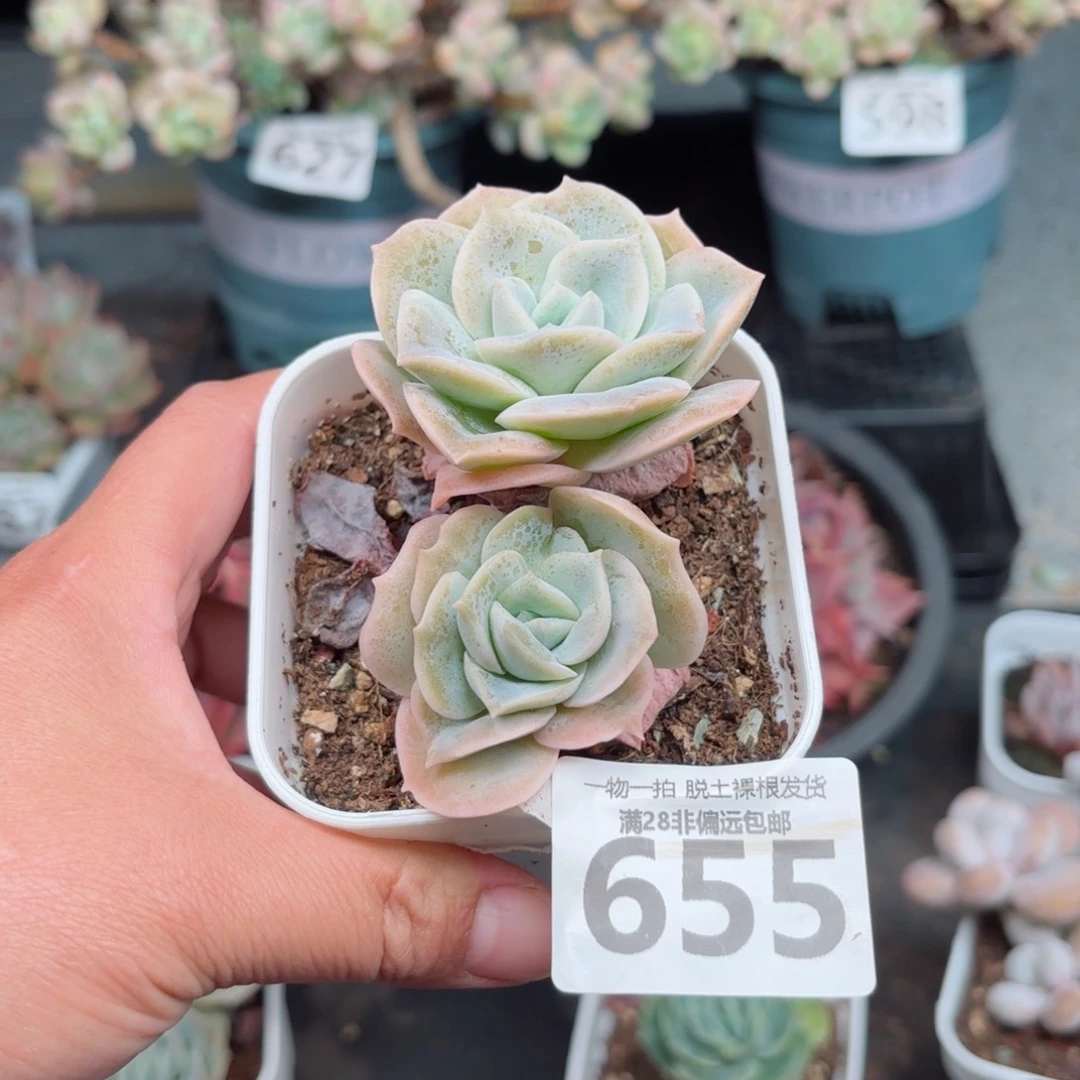 可爱玫瑰无盆土发货